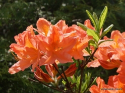 Salaspils Botanic Garden. Rhododendron japonicum