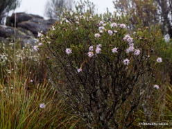 Cradle Mountain spring colors (18)