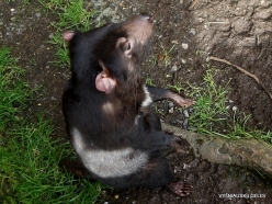Cradle Tasmanian devil sanctuary. Tasmanian devils (Sarcophilus harrisii) (11)