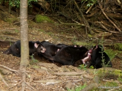 Cradle Tasmanian devil sanctuary. Tasmanian devils (Sarcophilus harrisii) (13)