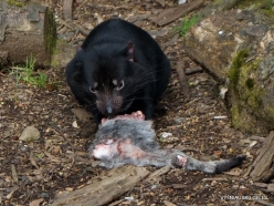 Cradle Tasmanian devil sanctuary. Tasmanian devils (Sarcophilus harrisii) (14)