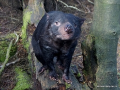 Cradle Tasmanian devil sanctuary. Tasmanian devils (Sarcophilus harrisii) (9)