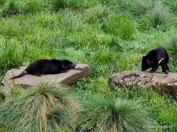 Cradle Tasmanian devil sanctuary. Tasmanian devils (Sarcophilus harrisii)