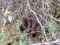 Cradle Mountain National Park. Bennett's wallaby (Notamacropus rufogriseus fruticus) (2)