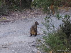 Cradle Mountain National Park. Bennett's wallaby (Notamacropus rufogriseus fruticus) (5)