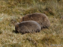 Tasmanian wombat (Vombatus ursinus tasmaniensis) (3)
