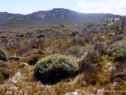 Pine Lake Reserve. Highlands native plants. Richea scoparia (4)