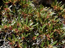 Pine Lake Reserve. Highlands native plants. Tasmannia lanceolata