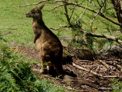 Trowunna Wildlife Sanctuary. Bennett's wallaby (Notamacropus rufogriseus fruticus)