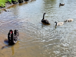 Trowunna Wildlife Sanctuary. Black swan (Cygnus atratus) (2)