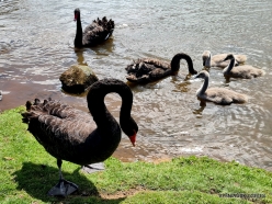 Trowunna Wildlife Sanctuary. Black swan (Cygnus atratus) (3)