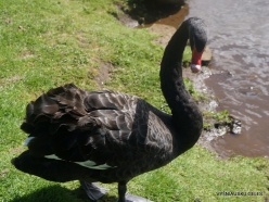 Trowunna Wildlife Sanctuary. Black swan (Cygnus atratus) (5)