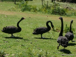 Trowunna Wildlife Sanctuary. Black swan (Cygnus atratus) (6)