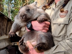 Trowunna Wildlife Sanctuary. Tasmanian wombat (Vombatus ursinus tasmaniensis) (3)