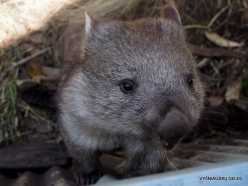 Trowunna Wildlife Sanctuary. Tasmanian wombat (Vombatus ursinus tasmaniensis) (5)