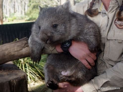 Trowunna Wildlife Sanctuary. Tasmanian wombat (Vombatus ursinus tasmaniensis) (7)