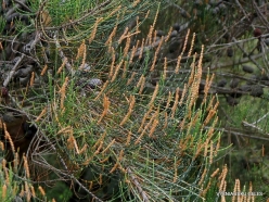 Allocasuarina monilifera (Casuarinaceae) - Tasmania