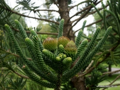 Araucaria montana (Araucariaceae) - New Caledonia (3)