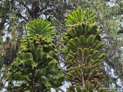 Wollemia nobilis (Araucariaceae) - New South Wales