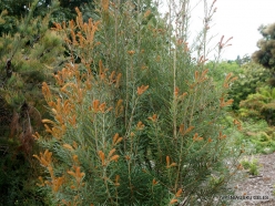 Banksia marginata (Proteaceae) - Tasmania, Australia