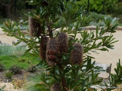Banksia serrata (Proteaceae) - Tasmania, Australia
