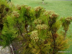 Berzelia intermedia (Bruniaceae) - S.Africa