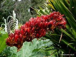 Doryanthes palmeri (Doryanthaceae) - Australia