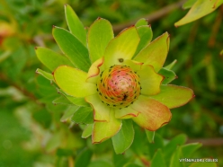 Leucadendron sp. (Proteaceae) (2)