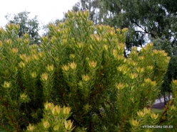 Leucadendron sp. (Proteaceae)
