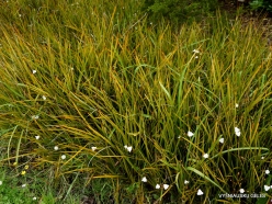 Libertia peregrinans (Iridaceae) - New Zealand