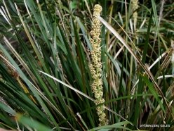 Lomandra longifolia (Asparagaceae) - Tasmania, Australia