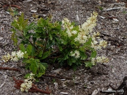 Lomatia tinctoria (Proteaceae) - Tasmania