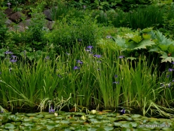 Louisiana irises