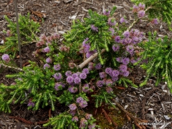 Mellaleuca squamea (Myrtaceae) - Tasmania, Australia