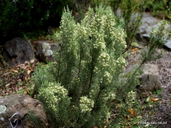 Ozothamnus hookeri (Asteraceae) - Tasmania