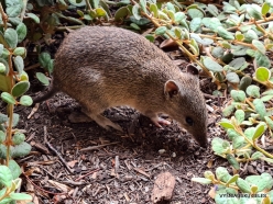 Southern brown bandicoot (Isoodon obesulus) (2)