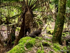 Mount Field National Park. Russell falls. Bennett's wallaby (Notamacropus rufogriseus fruticus) (3)