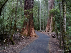 Mount Field National Park. Russell falls. Eucalyptus regnans (2)
