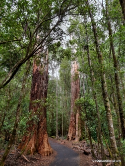 Mount Field National Park. Russell falls. Eucalyptus regnans (3)