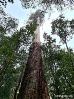 Mount Field National Park. Russell falls. Eucalyptus regnans (4)