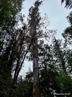 Styx Big Tree Reserve. Eucalyptus regnans (8)