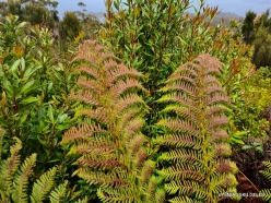 Lake Pedder area. Native plants (4)