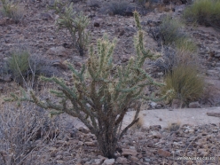 Grand Canyon. West Rim. Helicopter and Boat Tour. The bottom of canyon. Whipple's Cholla (Cylindropuntia whipplei)