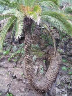 Icod De Los Vinos. Drago Park. Canary Island date palm (Phoenix canariensis)