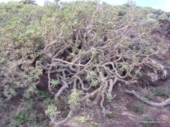 Near El Medano. Nature reserve Montaña Roja. Sweet tabaiba plant (Euphorbia balsamífera) (2)