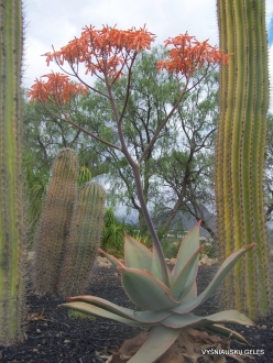 Near Los Christianos. Cactus park (14)