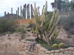 Near Los Christianos. Cactus park (7)