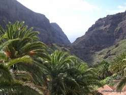 Near Masca. Canary Island date palms (Phoenix canariensis)
