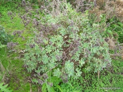 Near Masca. Tree Houseleek (Aeonium sp.) (5)
