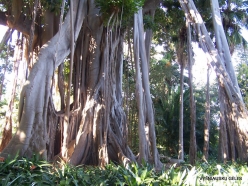 Puerto de La Cruz. Botanical garden. Australian banyan (Ficus macrophylla)